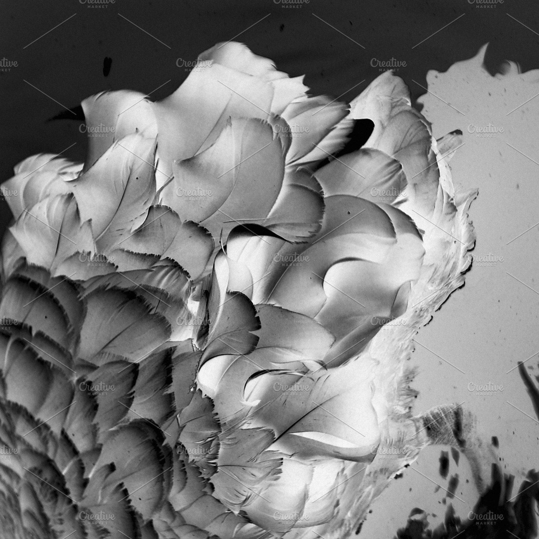 Feathers featuring bw, vlack, and white