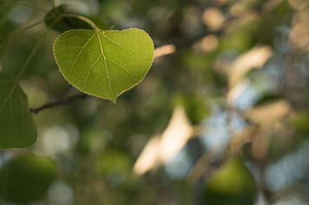 Aspen Leaf Closeup