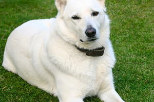 White dog, a Photo by saiko3p