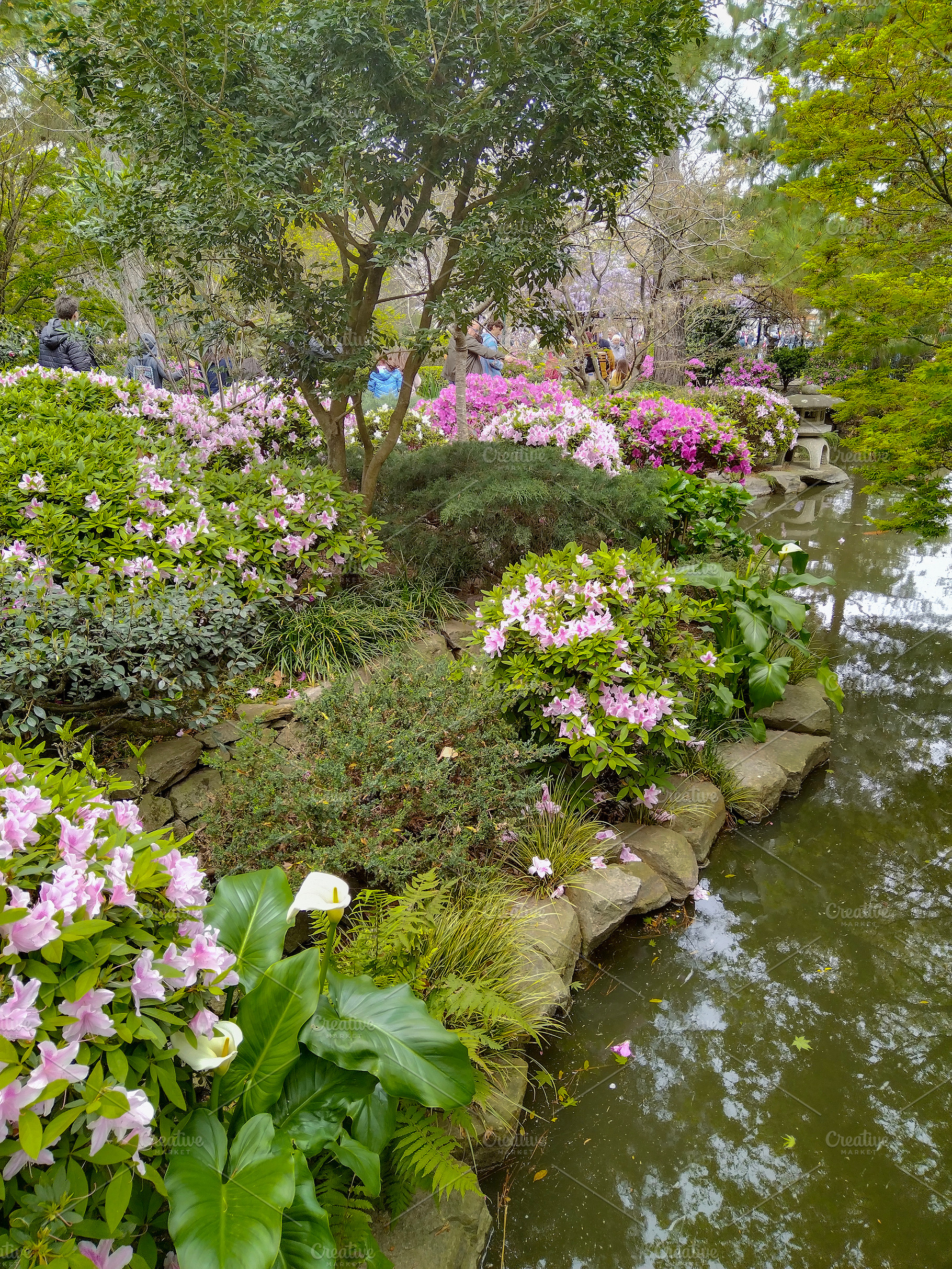 Japanese garden, botanic garden of montevideo city, uruguay, a Nature Photo by DanFLCreativo