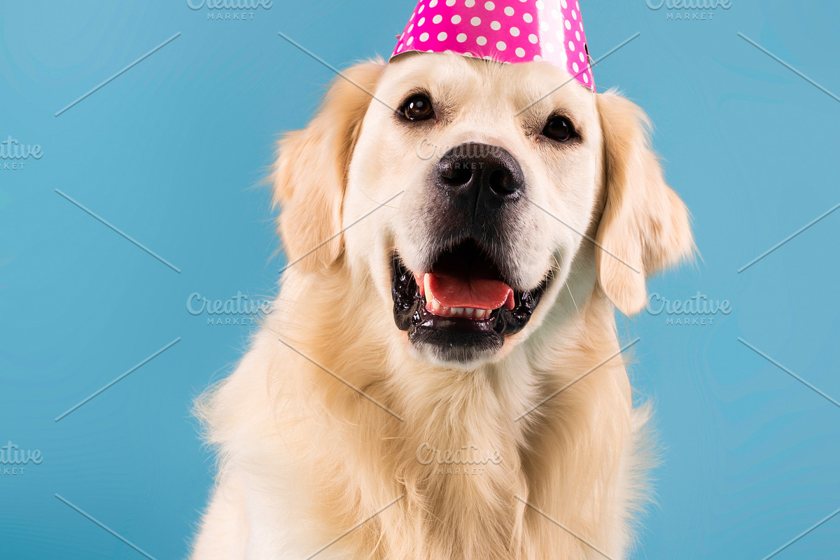Portrait of cute healthy dog posing in party hat, a Photo by Prostock-Studio (Photo 1 of 2)