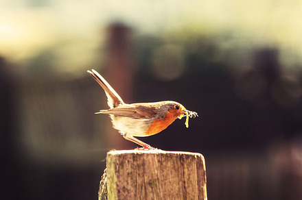 Robin with worms in his beak