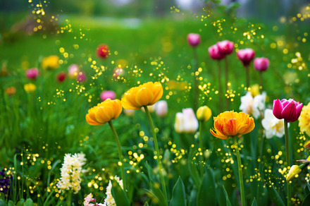 Spring flowers in garden, a Nature Photo by LanaSweet