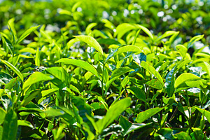 Tea leaves, a Photo by saiko3p