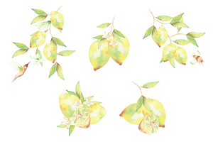 Lemon Life Clipart