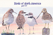Birds of North America part 4, an Animal Illustration by Art & Things (Thumbnail 1 of 6)