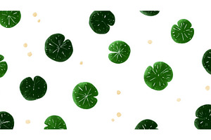 Vibrant green leaves of Centella, a Nature Photo by ZinetroN