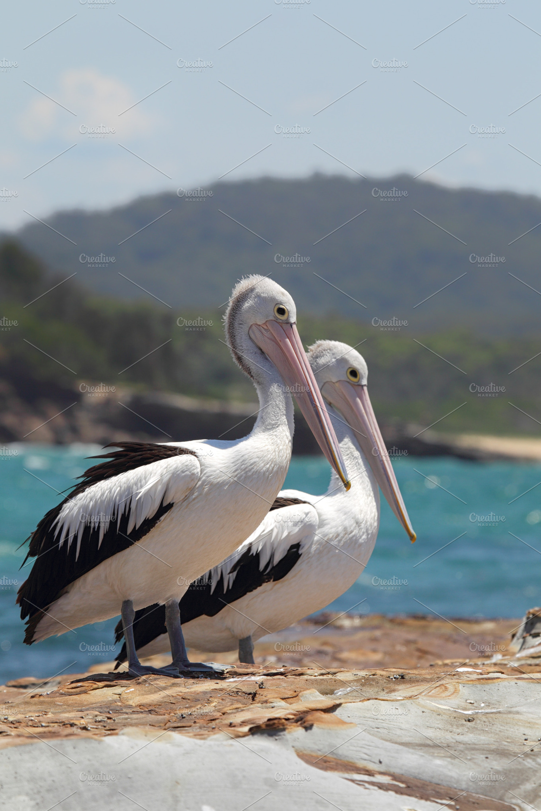 Two Australian Pelicans, an Animal Photo by DirkR