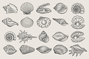 Seashell Coastal Vector Illustration, an Animal Illustration by Kusumaillustration (Thumbnail 2 of 9)