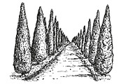 Hand drawn sketches of cypress tree, a Decorative Illustration by CGterminal (Thumbnail 3 of 7)