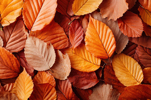 Autumn leaves in vibrant colors, a Nature Photo by AlyaAnd