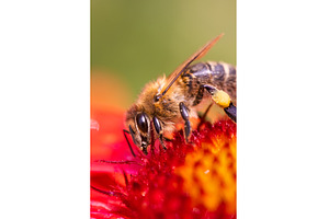 Closeup of Honey bee collecting, an Animal Photo by MadPhotos