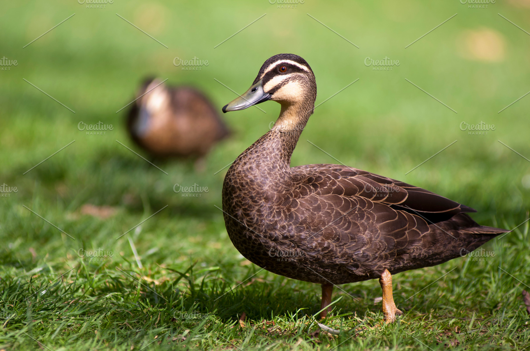 Pacific Black Duck, an Animal Photo by THP Creative