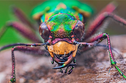 Portrait of Tiger Beetle - Cicindela, an Animal Photo by Lukas Jonaitis SHOP