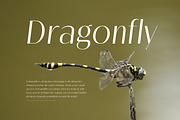 Melloida High Contrast Sans Family, a Sans Serif Font by Lettertype Studio (Thumbnail 11 of 15)