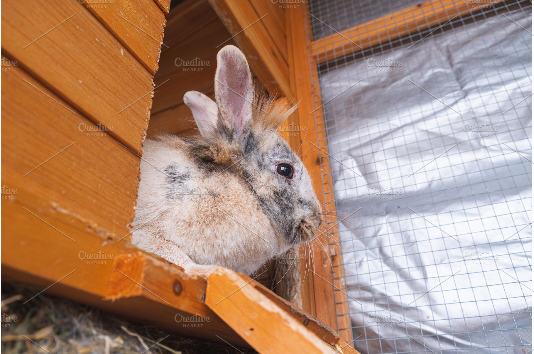 Cute Rabbit in Wooden Hutch, an Animal Photo by MadPhotos