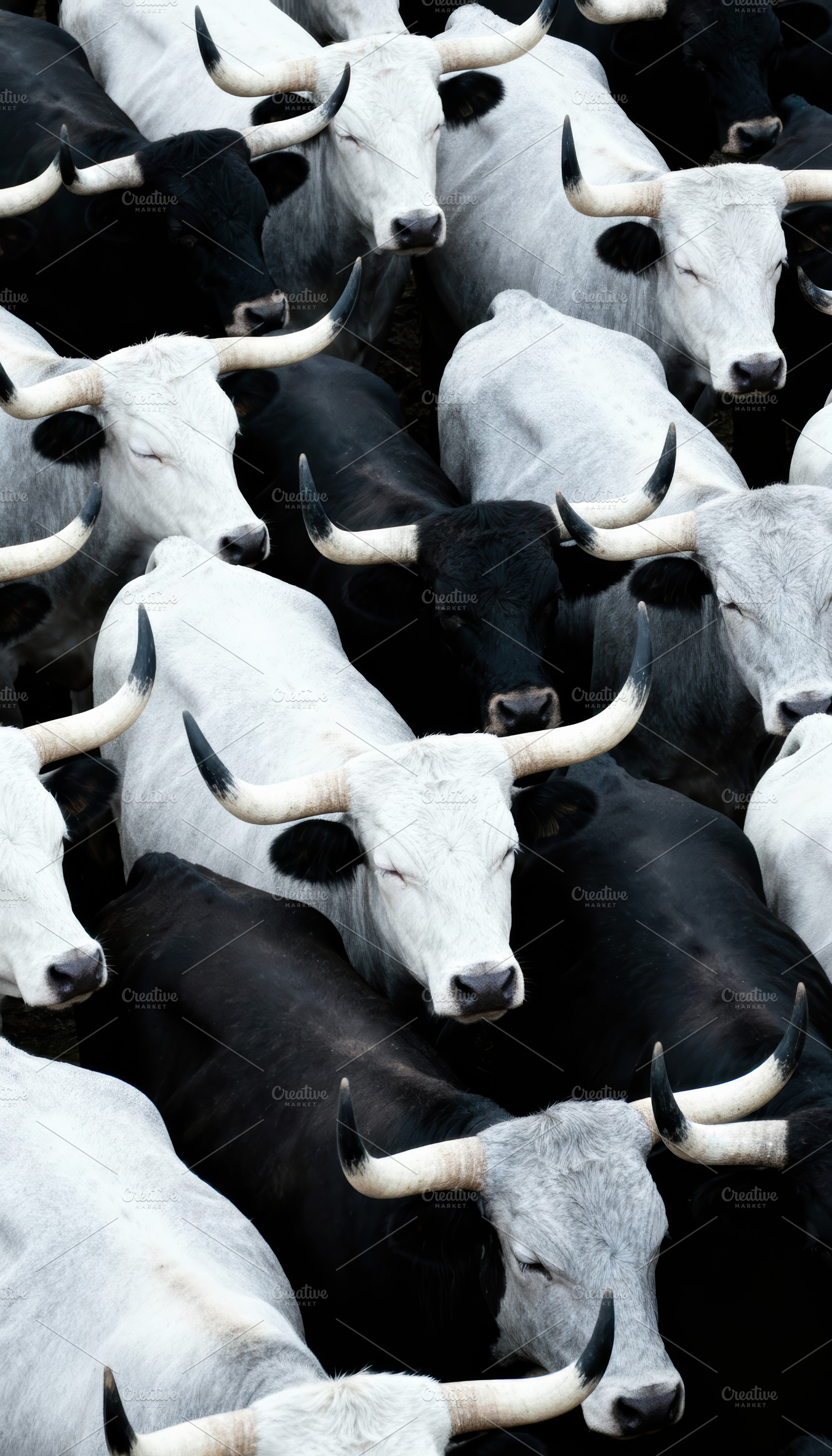 Cattle Herd-Striking Pattern, an Animal Photo by Virgo Studio