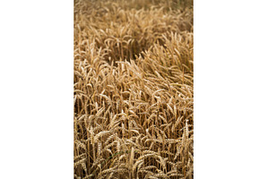 Golden wheat stalks stand tall in a, a Nature Photo by volodymyrshtun13795