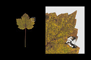 Autumn Leaves – 15 Isolated Assets, an Object Graphic by MarkSupply (Thumbnail 5 of 7)