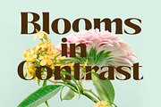 Savium - High Contrast Serif Font, a Serif Font by Pokal Studio (Thumbnail 3 of 12)