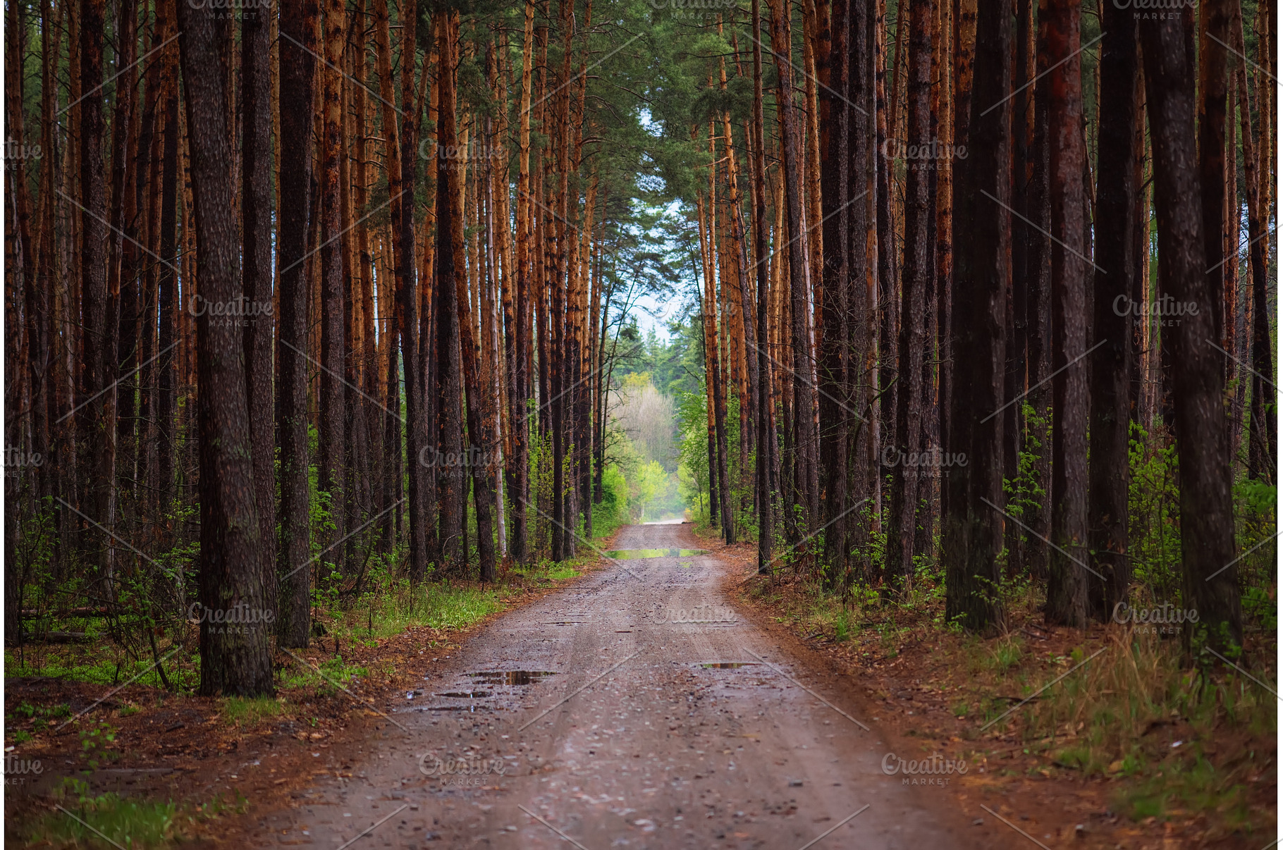 Dark moody forest, a Nature Photo by Nature and travel