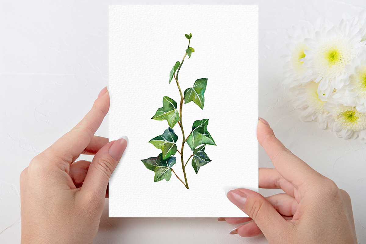 Watercolor ivy set, a Decorative Illustration by mArtstore (Photo 3 of 7)