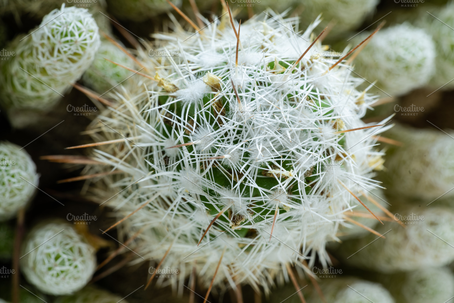 green cactus background, a Nature Photo by Alexander-Piragis