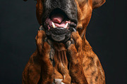 236 surprised animals, an Animal Photo by Handmadefont (Thumbnail 39 of 241)