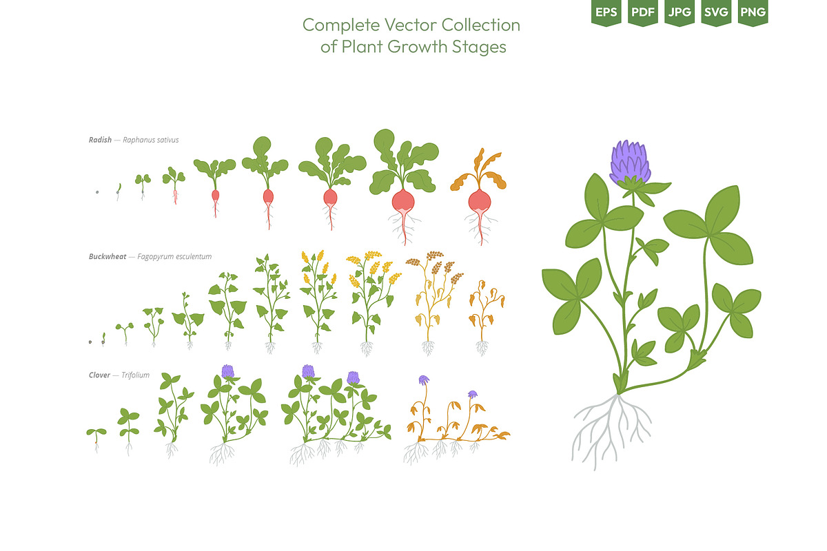 Life Cycle of Farming Plants, an Illustration by Ilia Design (Photo 3 of 7)