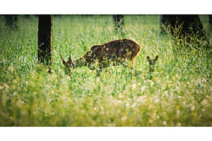 Deer and Fawn Grazing in Long, an Animal Photo by Our Amazing World