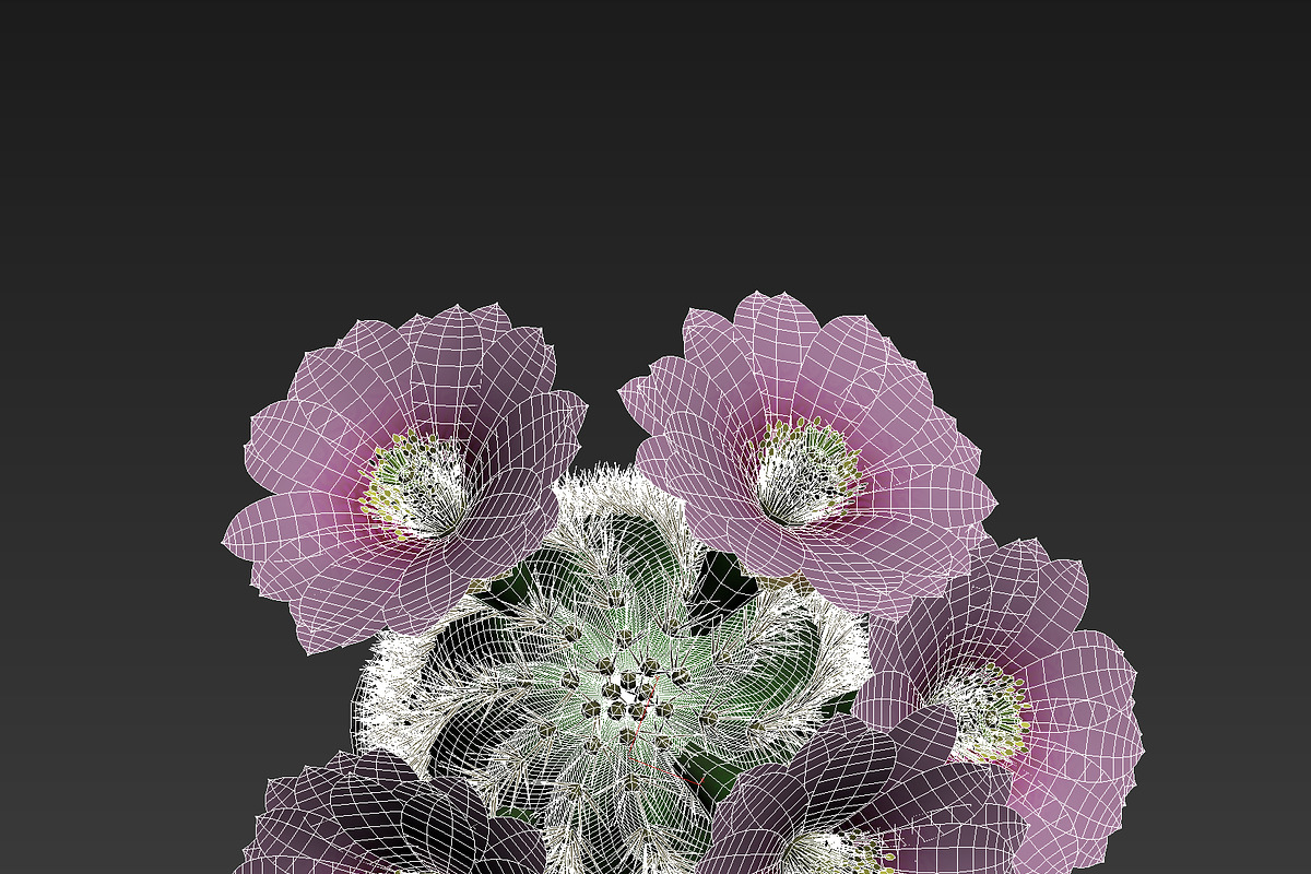 Spiral Cactus, an Environmental 3D Model by AndrewWhite (Photo 2 of 13)