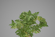 Potato plant, an Environmental 3D Model by AndrewWhite (Thumbnail 11 of 11)