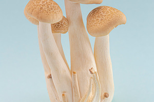 Mushrooms on a Blue Background