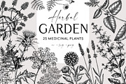25 Medicinal Herbs Vector Collection, a Healthcare Illustration by Yevheniia (Thumbnail 1 of 11)