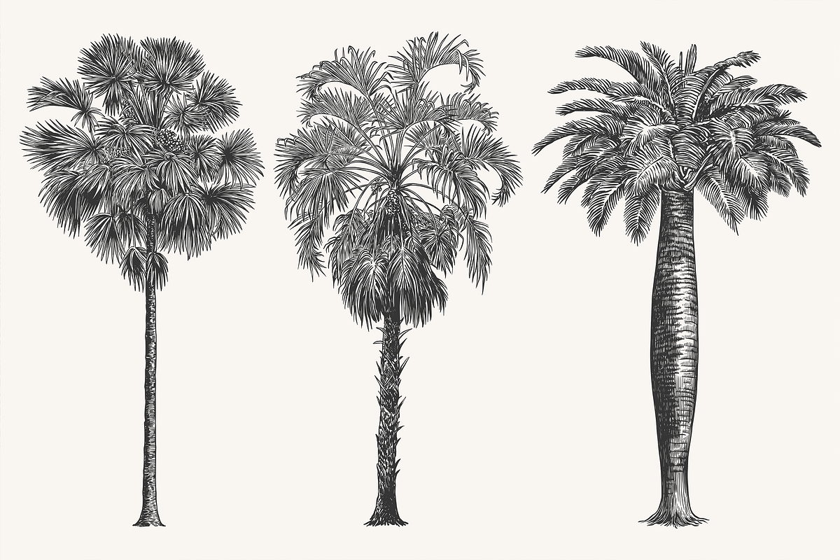 Palm Tree Vector Illustration Bundle, an Illustration by Kusumaillustration (Photo 2 of 15)