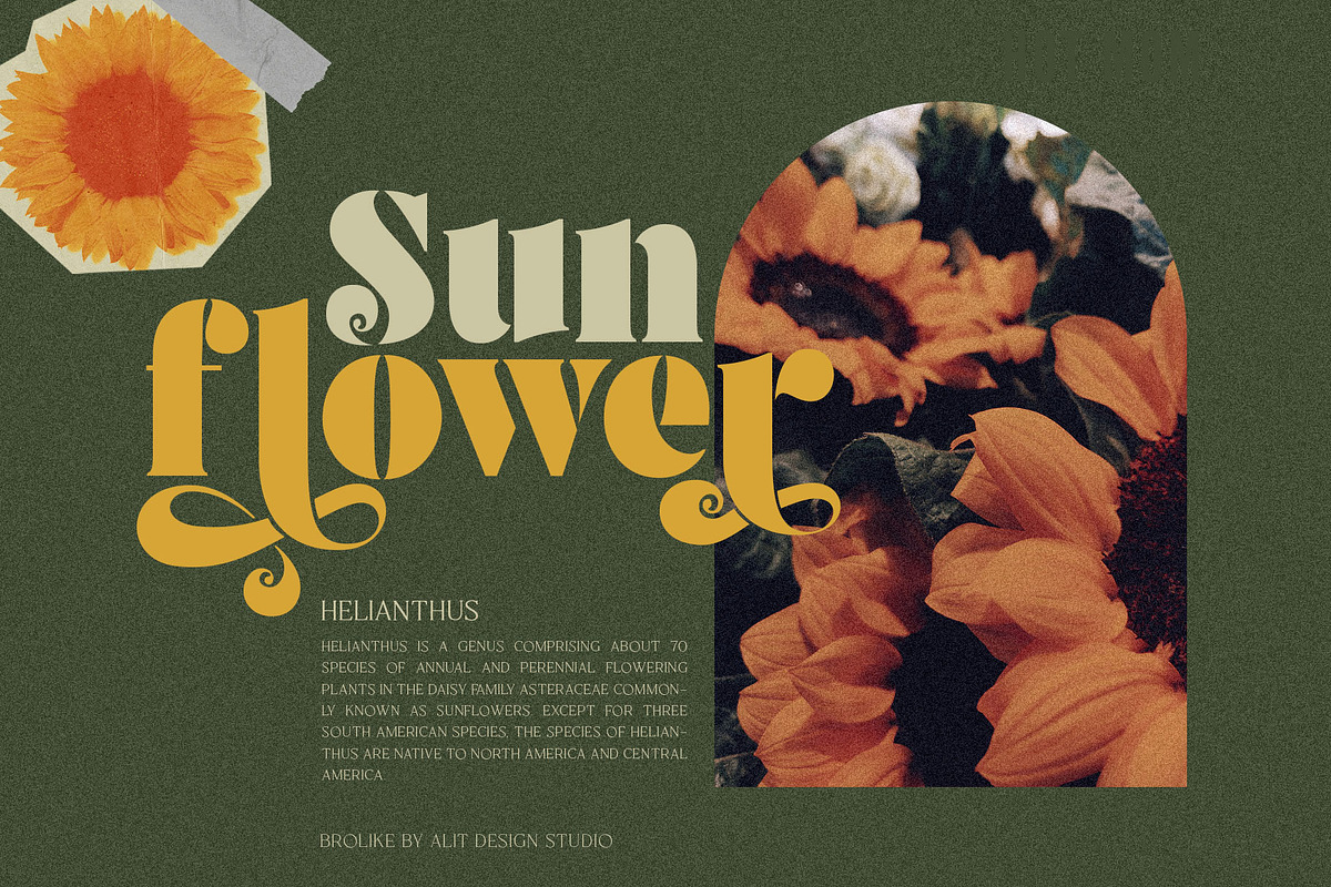 Brolike Typeface, a Serif Font by alit design (Photo 4 of 18)