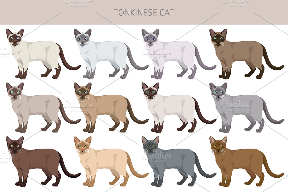 Tonkinese cat clip art, an Animal Illustration by pet design shop (Photo 2 of 5)