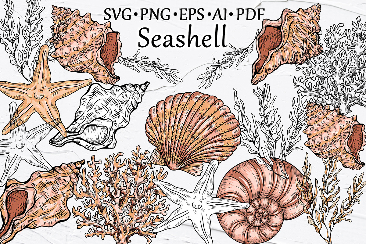 Seashell Vector Hand-drawn Clipart, an Object Graphic by BarvArt (Photo 6 of 6)