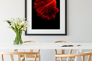 100 Photos of The Siamese Betta fish, an Animal Photo by coffeelover (Thumbnail 4 of 12)