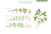 Life Cycle of Farming Plants, an Illustration by Ilia Design (Thumbnail 3 of 7)