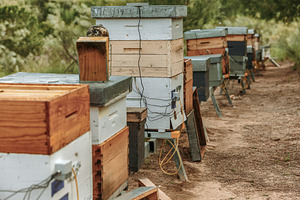 Beehives with Electronic Sensors in, an Industrial Photo by Perpis