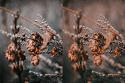 Fall - Autmun Photoshop Actions, an Action Add-On by Bato (Thumbnail 8 of 10)