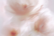 Ethereal Floral Backgrounds Bundle, an Abstract Photo by Allure Art (Thumbnail 9 of 26)