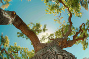 98 Trees view from below, a Nature Photo by Handmadefont (Thumbnail 50 of 98)