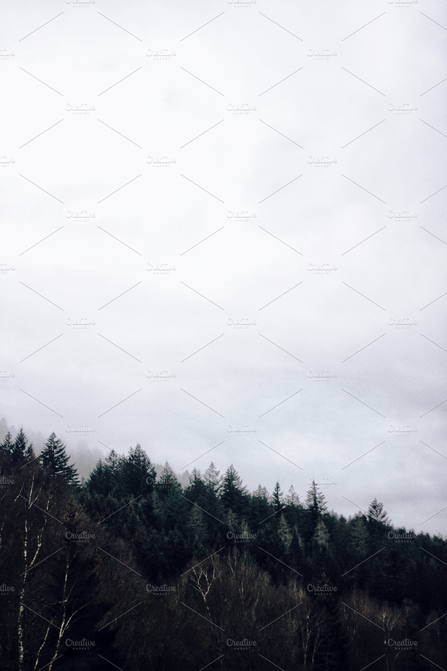 Pine trees iv stock photo containing fog and pine trees, a Nature Photo by Marie Dumora