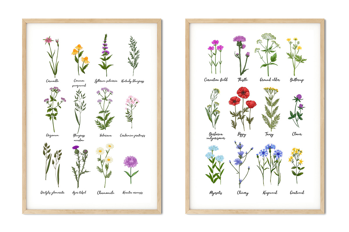 Wild herbs. Wildflowers in summer, an Illustration by irina.vaneeva (Photo 5 of 5)