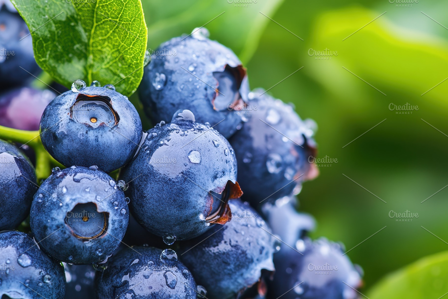 Ripe blueberries glistening with dew, a Photo by Pavel_design