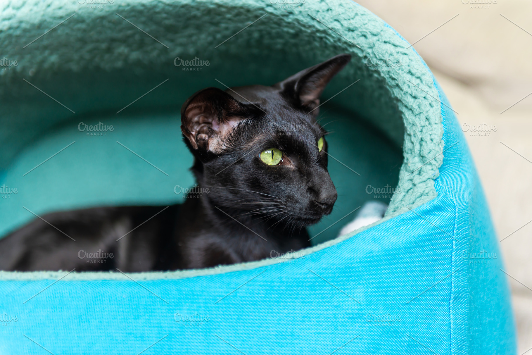 Black cat in basket, an Animal Photo by Vapi