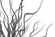 Tree Branch Decor, a Plants & Tree 3D Model by Tedi Permana (Thumbnail 5 of 5)