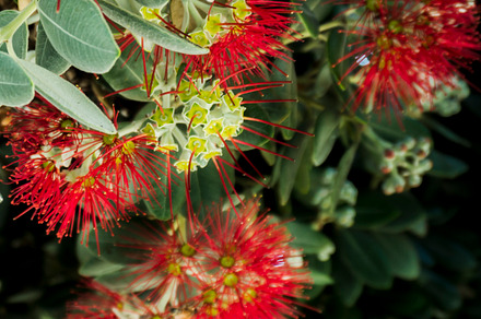 New Zealand Christmas Tree